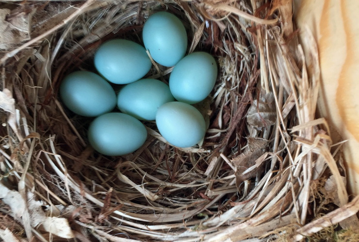 Pete Barron - Pied flycatcher eggs 2