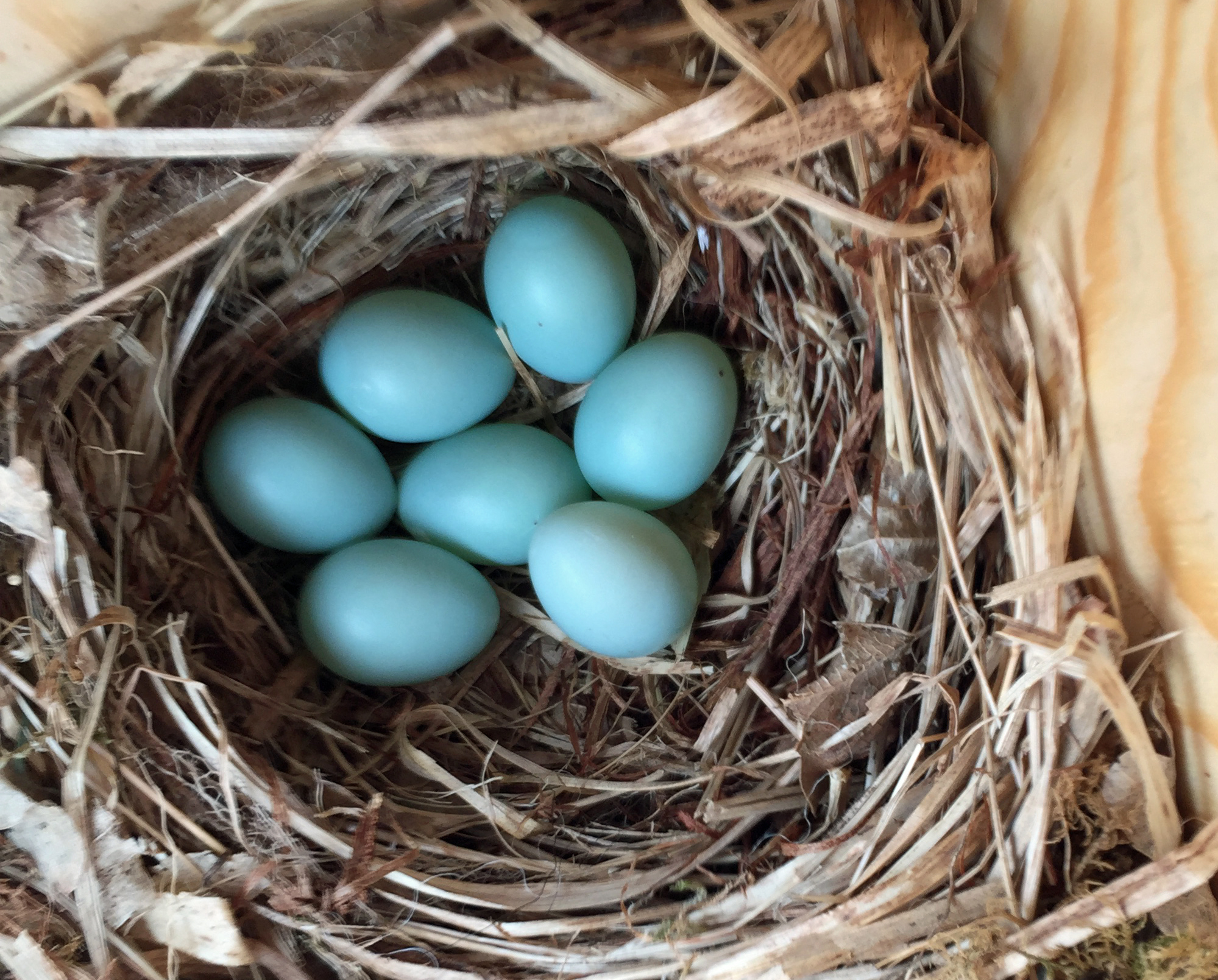 Pete Barron - Pied flycatcher eggs 2