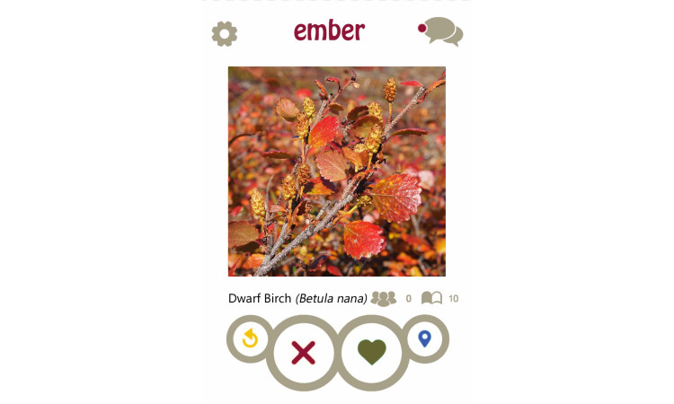 Dwarf birch ember profile