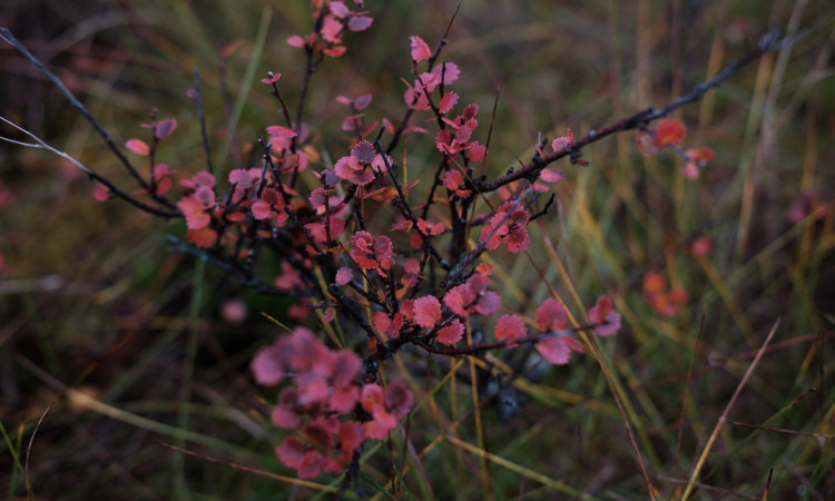 Dwarf birch James Robertson 2