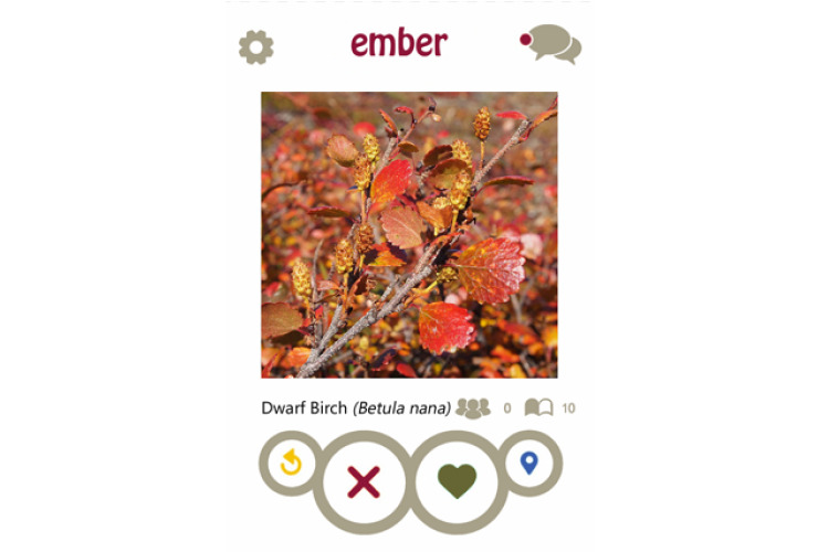 Thumbnail dwarf birch tinder profile