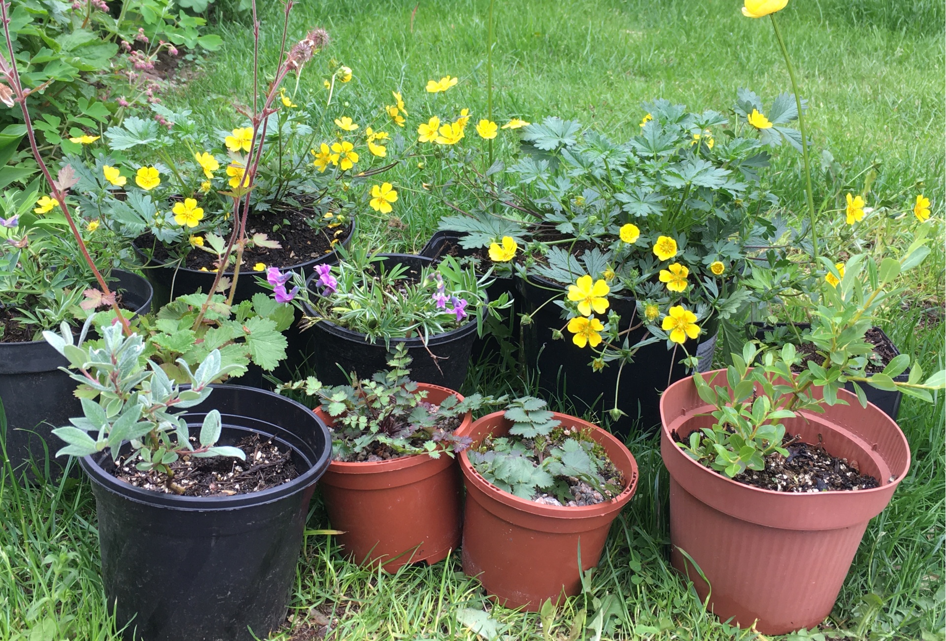 Seedlings from Ullswater growers May 21