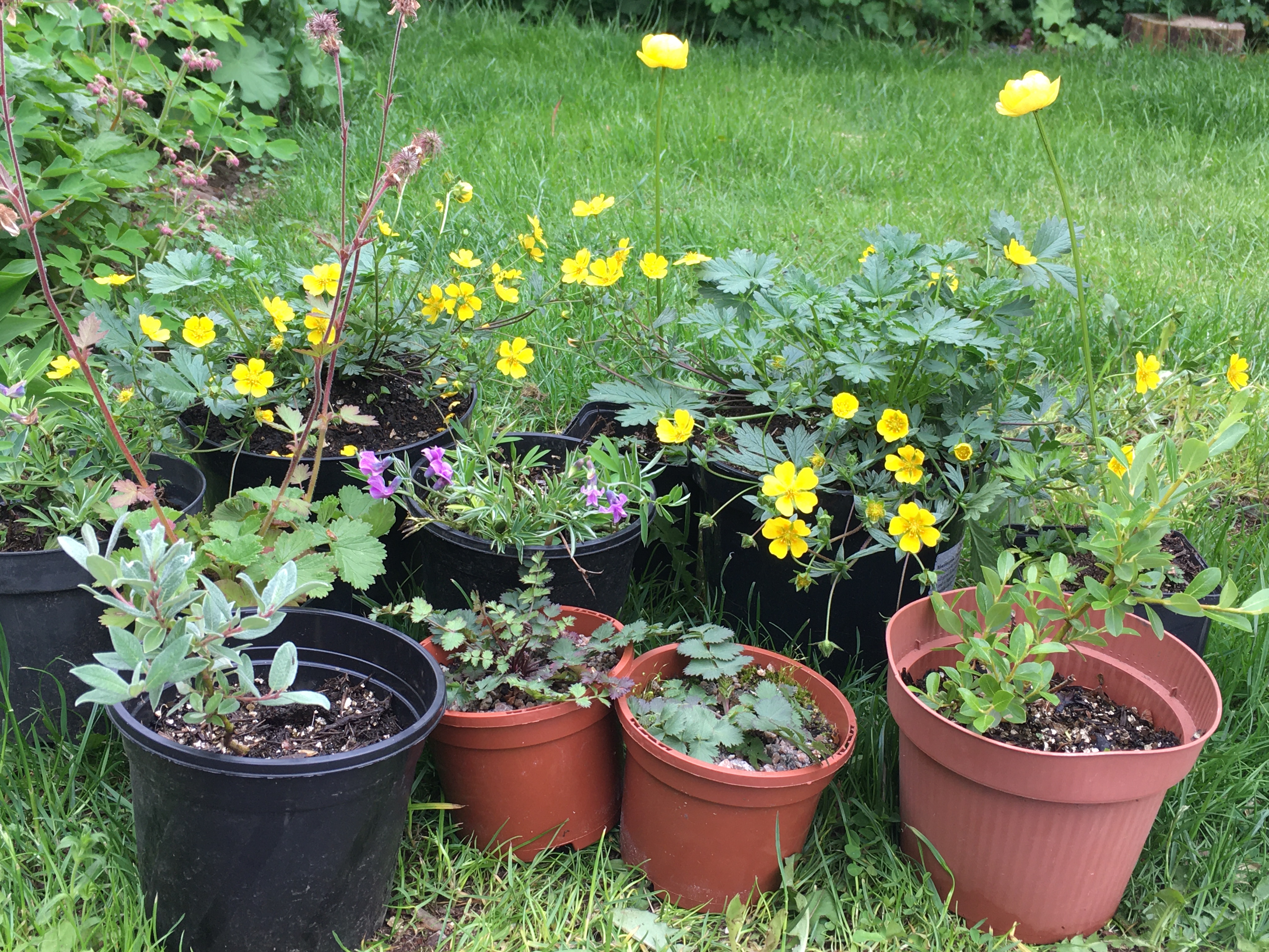 Seedlings from Ullswater growers May 21