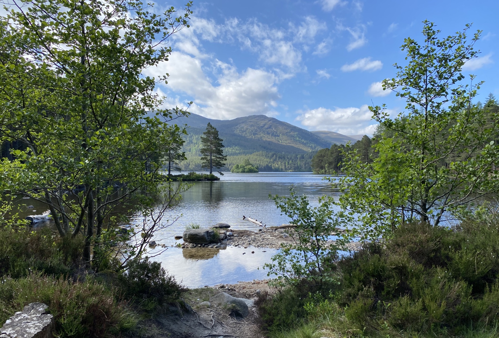 Wild and Well - Mike Wilson image