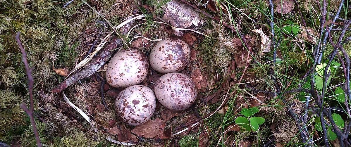 Woodcock eggs by Romany Garnett