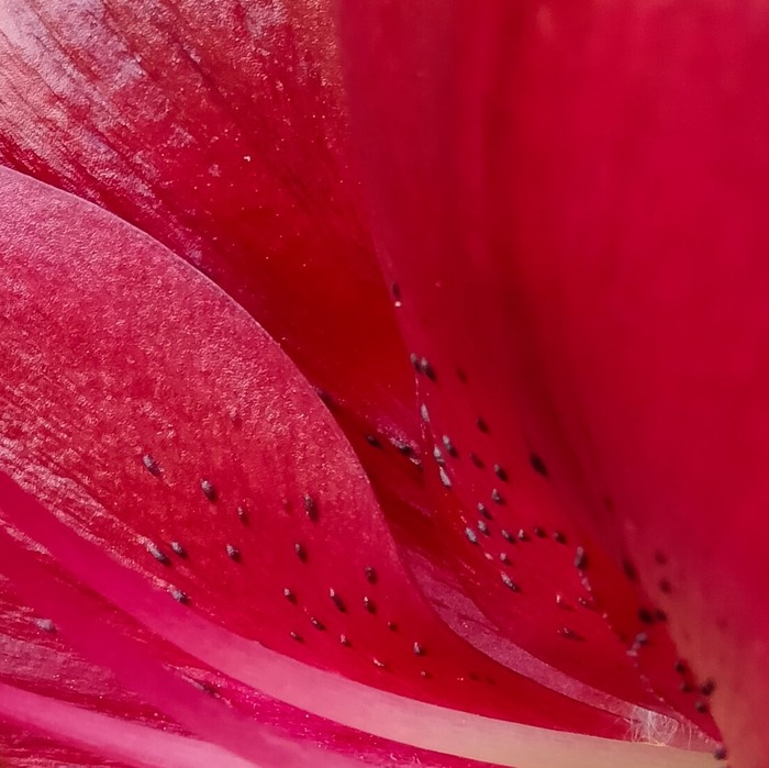 Mindful photography - Annie Manzor