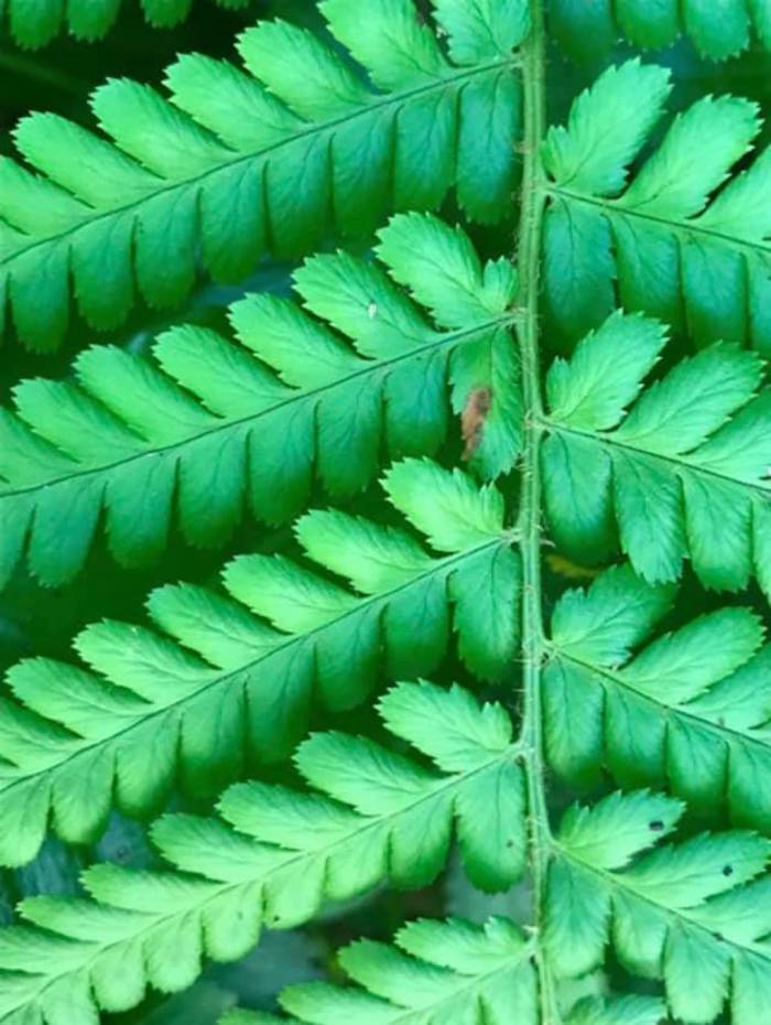Mindful photography - Veronica Shenston