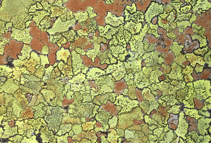 Lichen at Glenridding Common