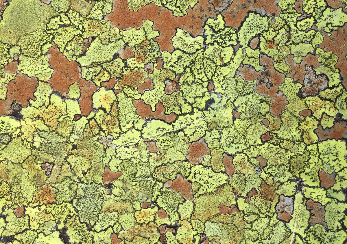 Lichen at Glenridding Common
