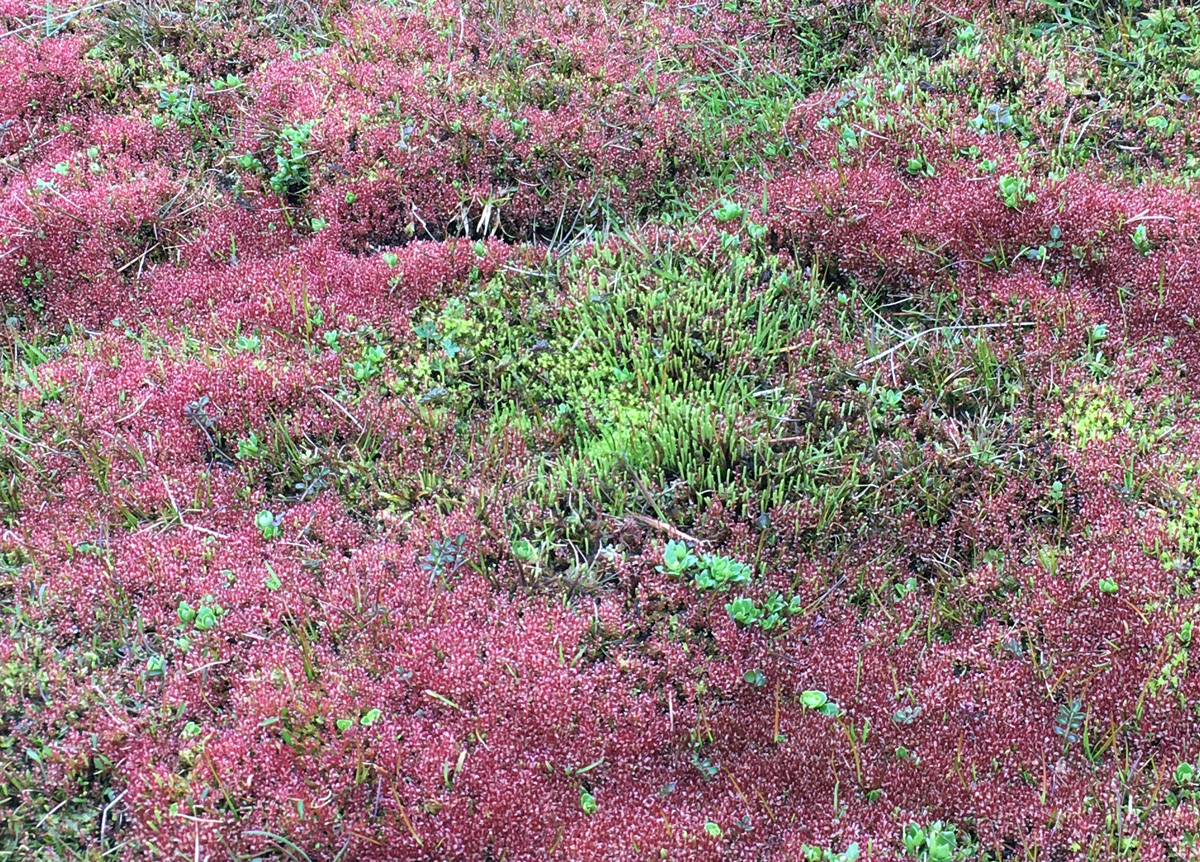 Mosses etc Glenridding Common
