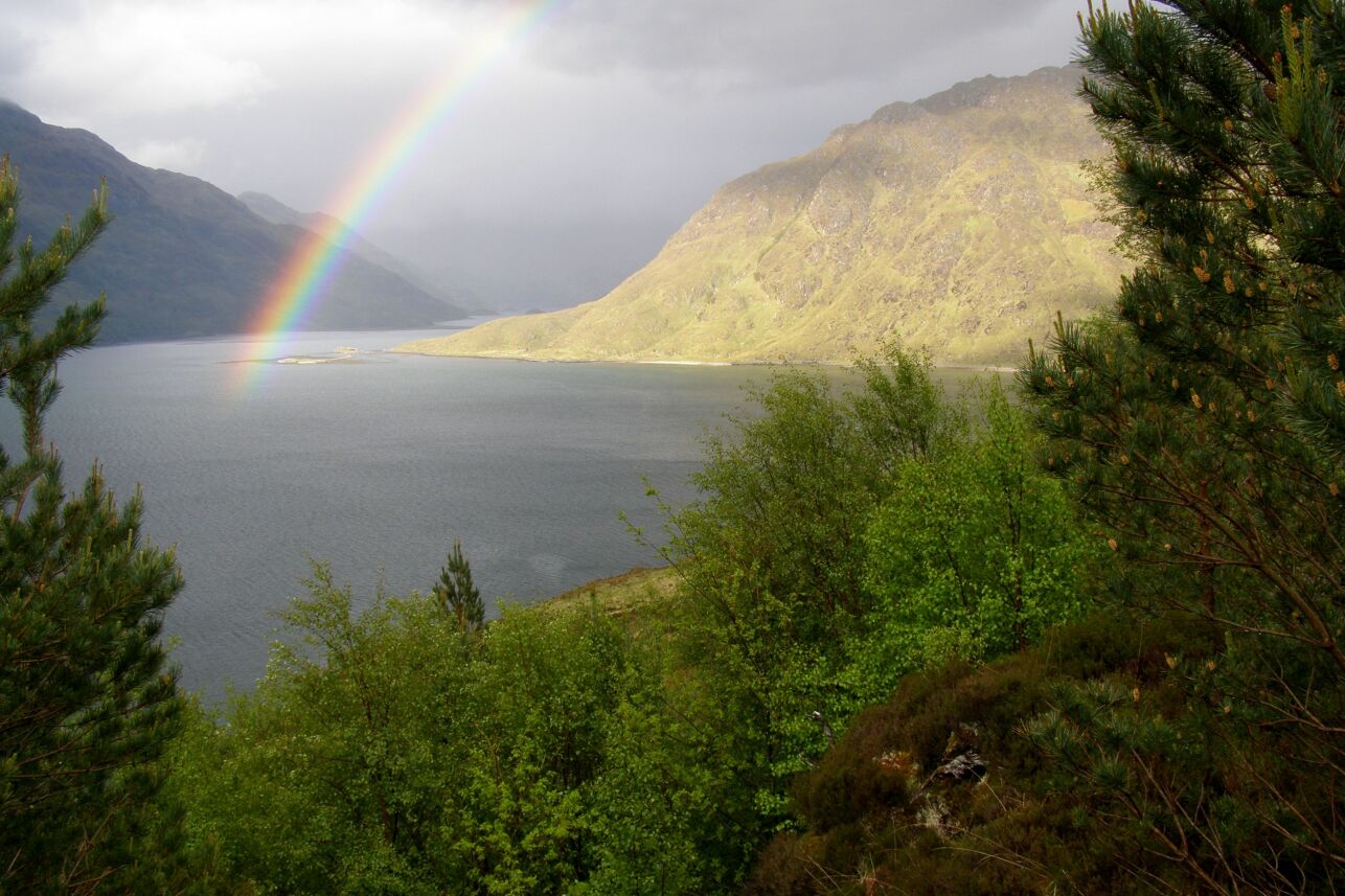 Knoydart trees and rainbow - Lester Standen