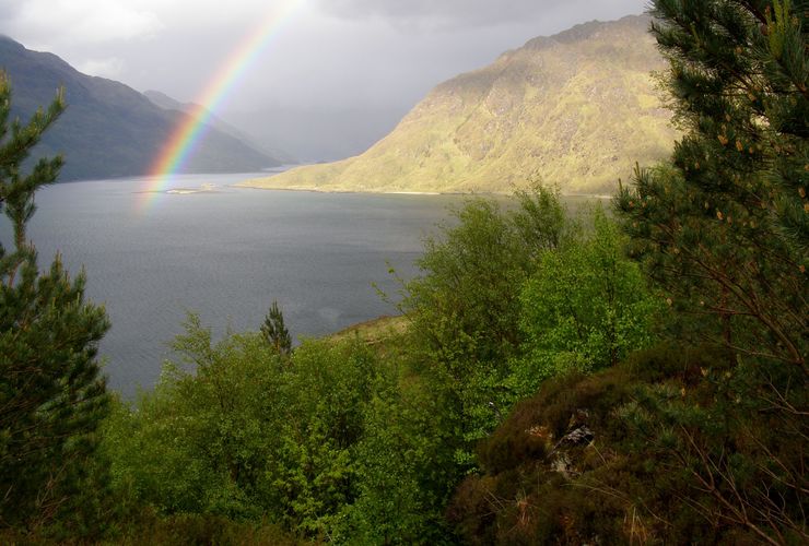 Knoydart trees and rainbow - Lester Standen