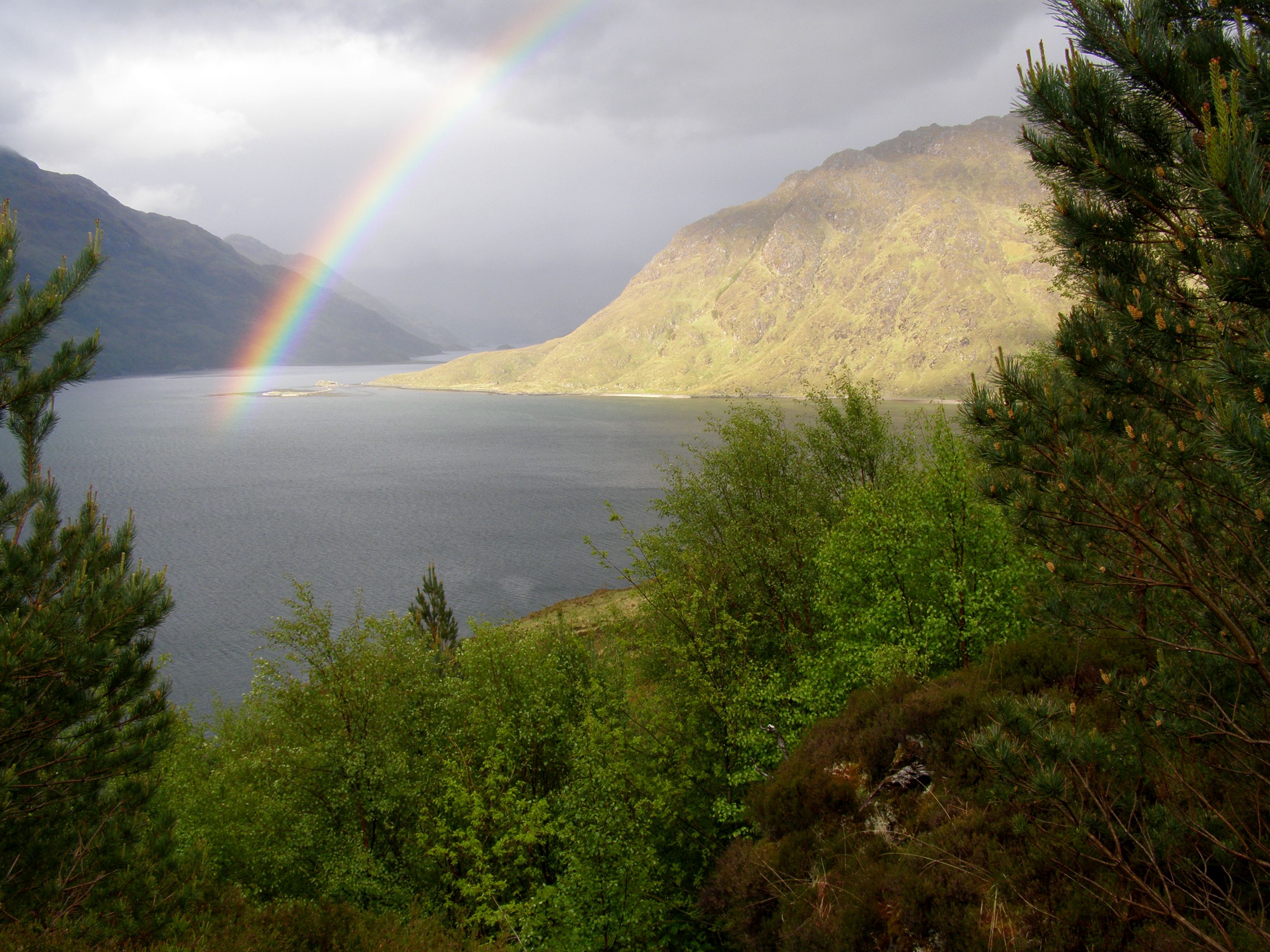 Knoydart trees and rainbow - Lester Standen