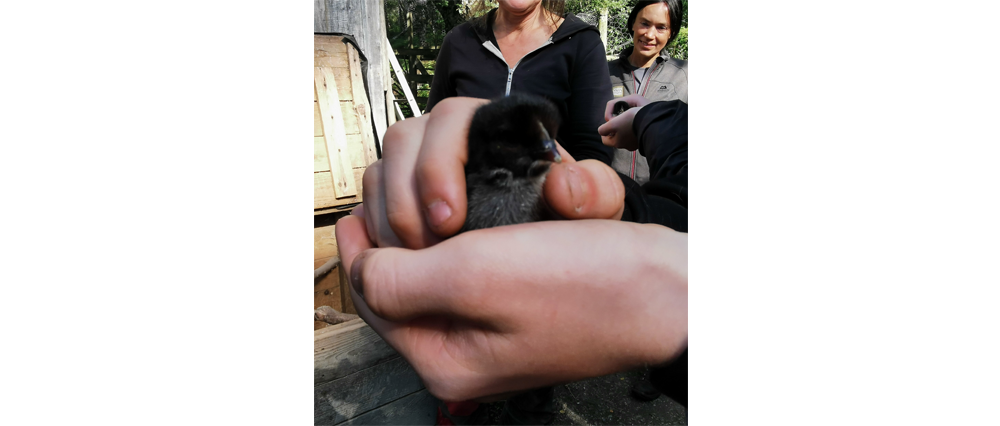 Quinag JRs with bird