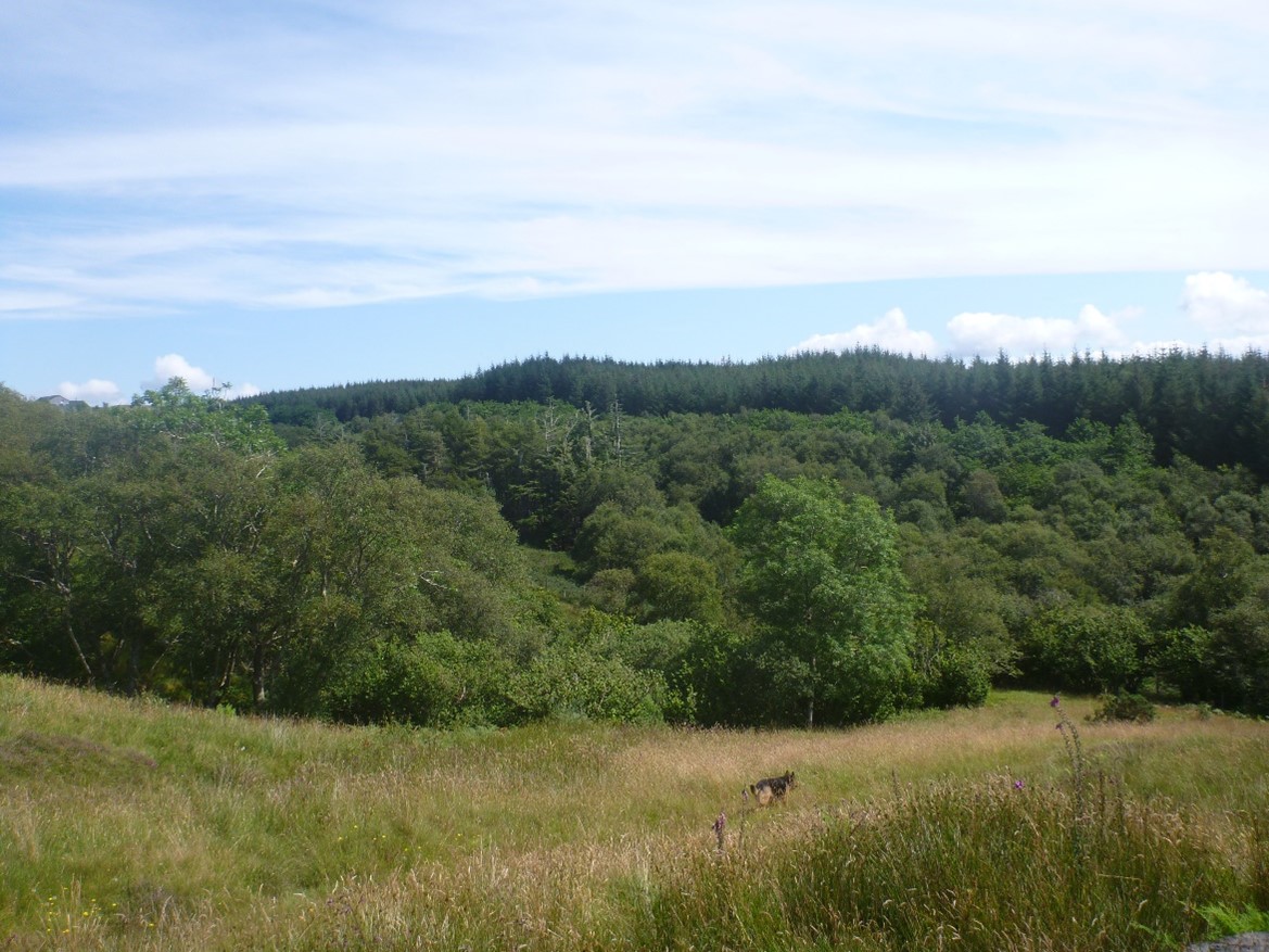 Skye monitoring summer 2021 - trees