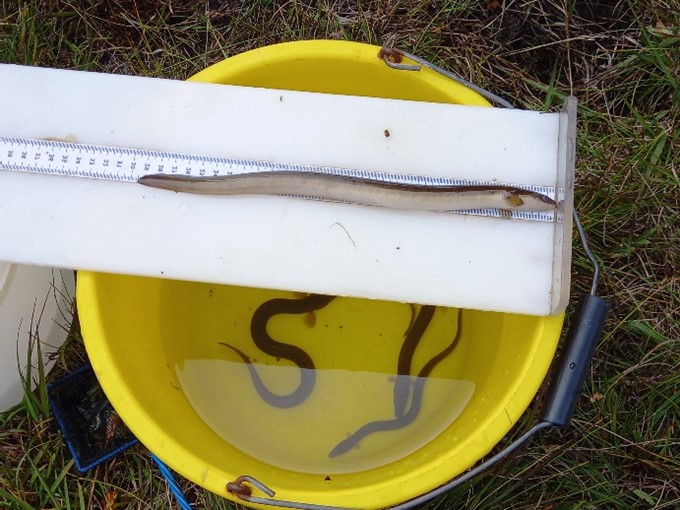Skye monitoring summer 2021 - eels