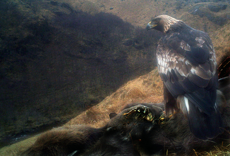 Golden Eagle caught on camera trap at Steall Gorge