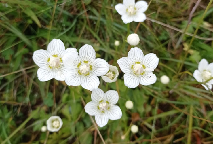 Grass of parnassus - Erin Stoll v2