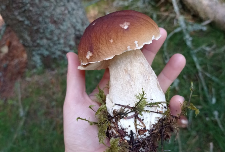 Porcini mushrooms Erin Stoll v2