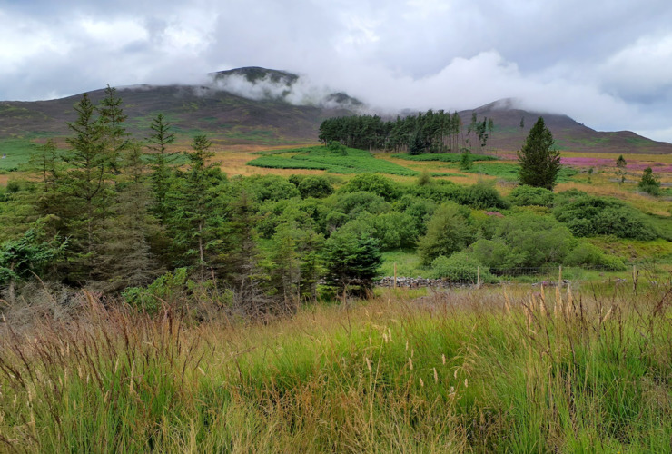 Schiehallion meadow - Erin Stoll v2