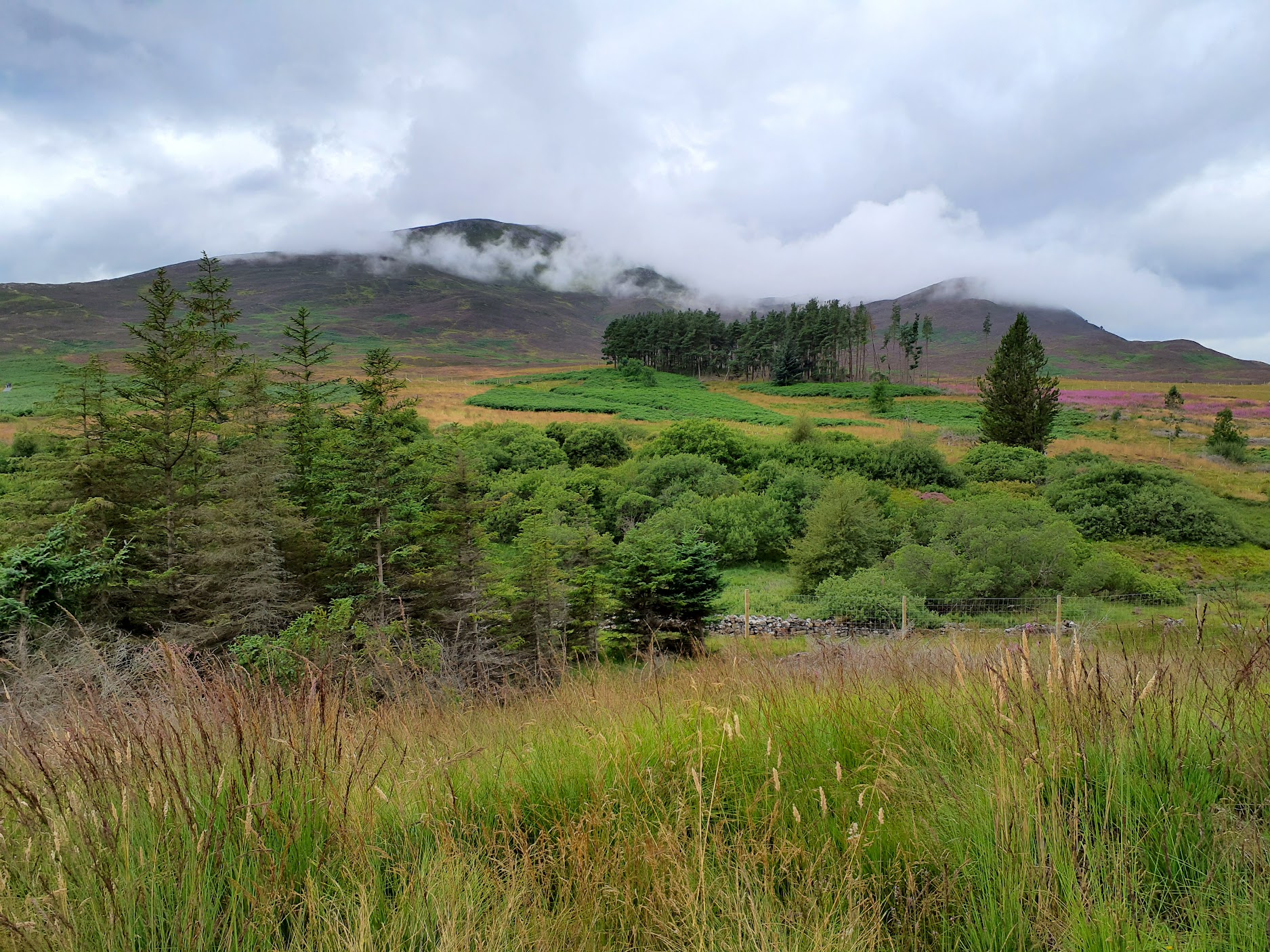 Schiehallion meadow - Erin Stoll v2