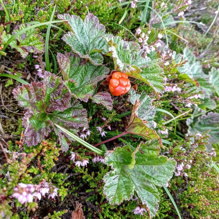Cloudberry Erin Stoll v2