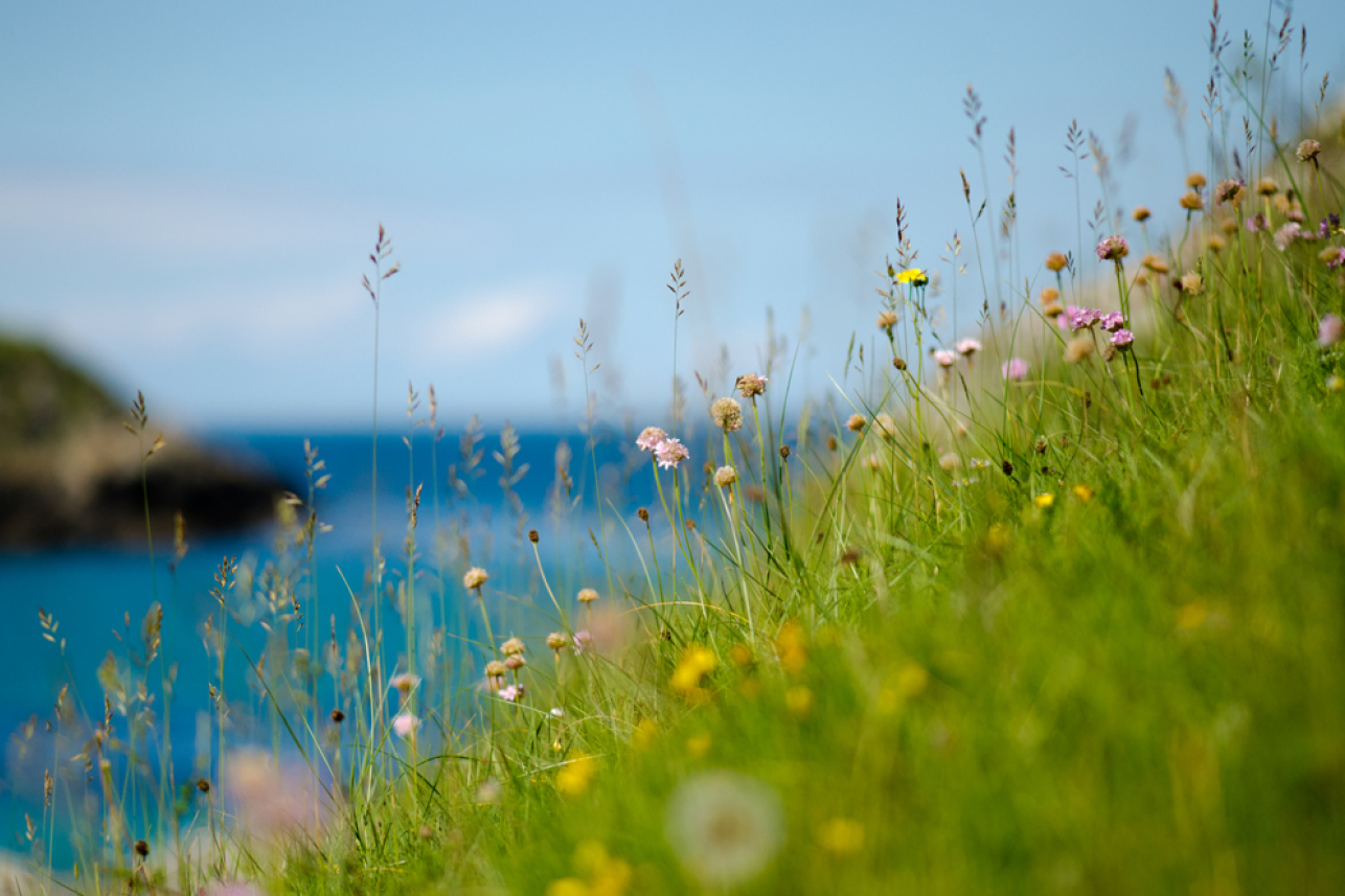 Help a Habitat - Machair