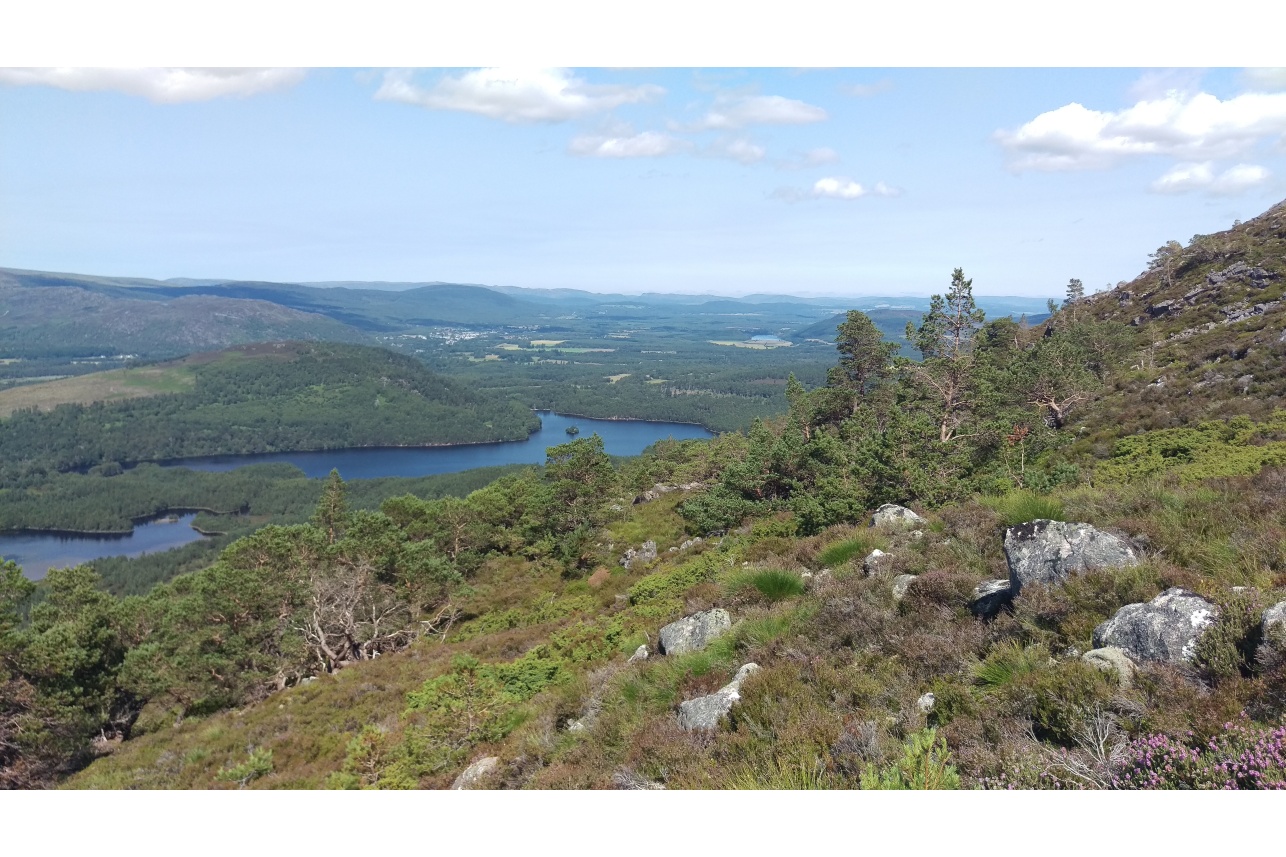Mountain woodland on Creag Fhiachlach