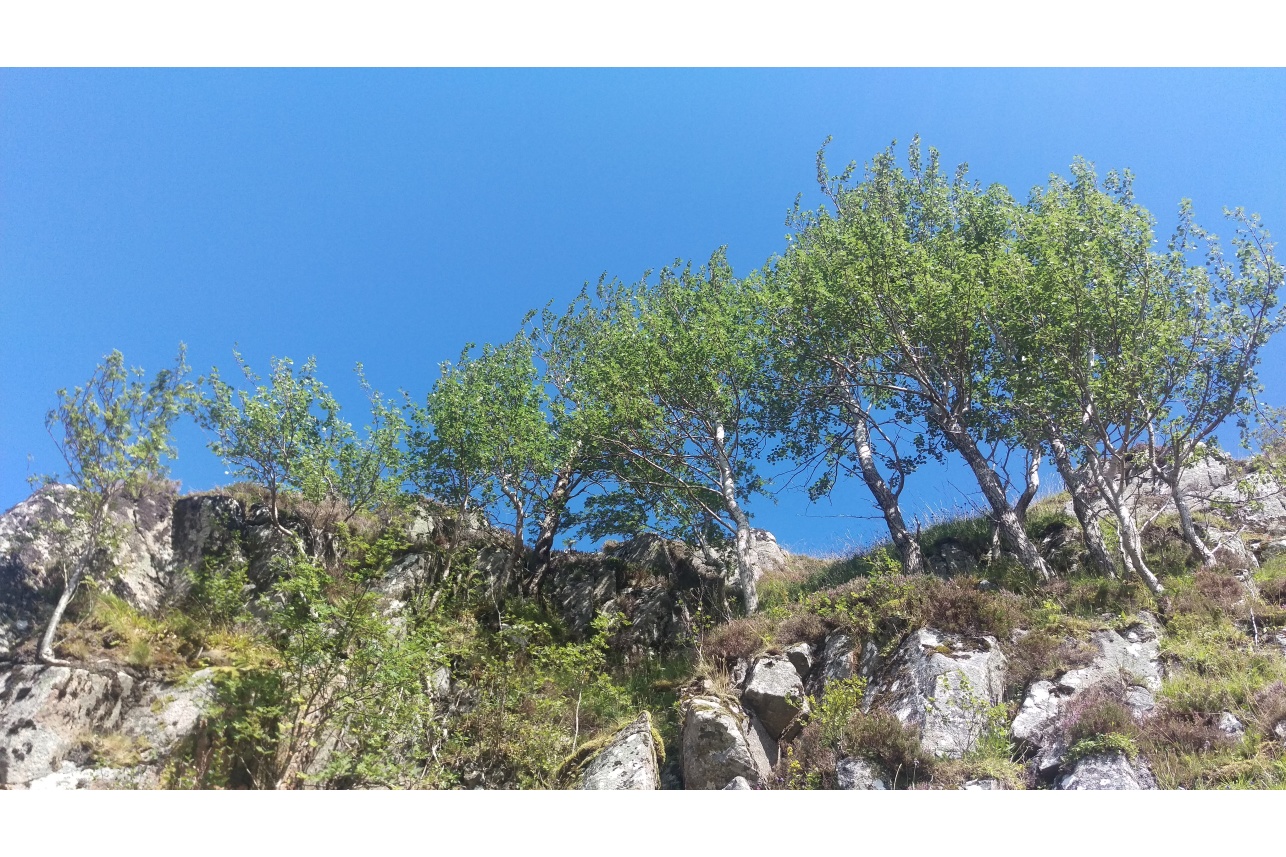 Mountain woodland - aspen stand at Corrour