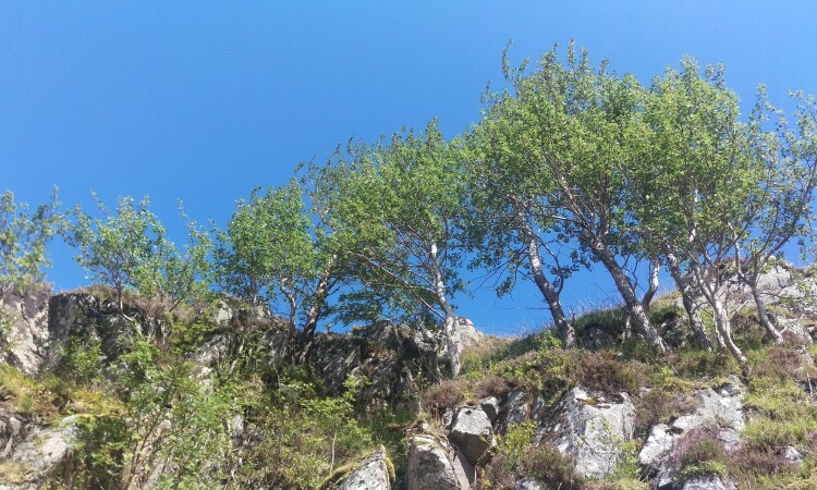 Mountain woodland - aspen stand at Corrour