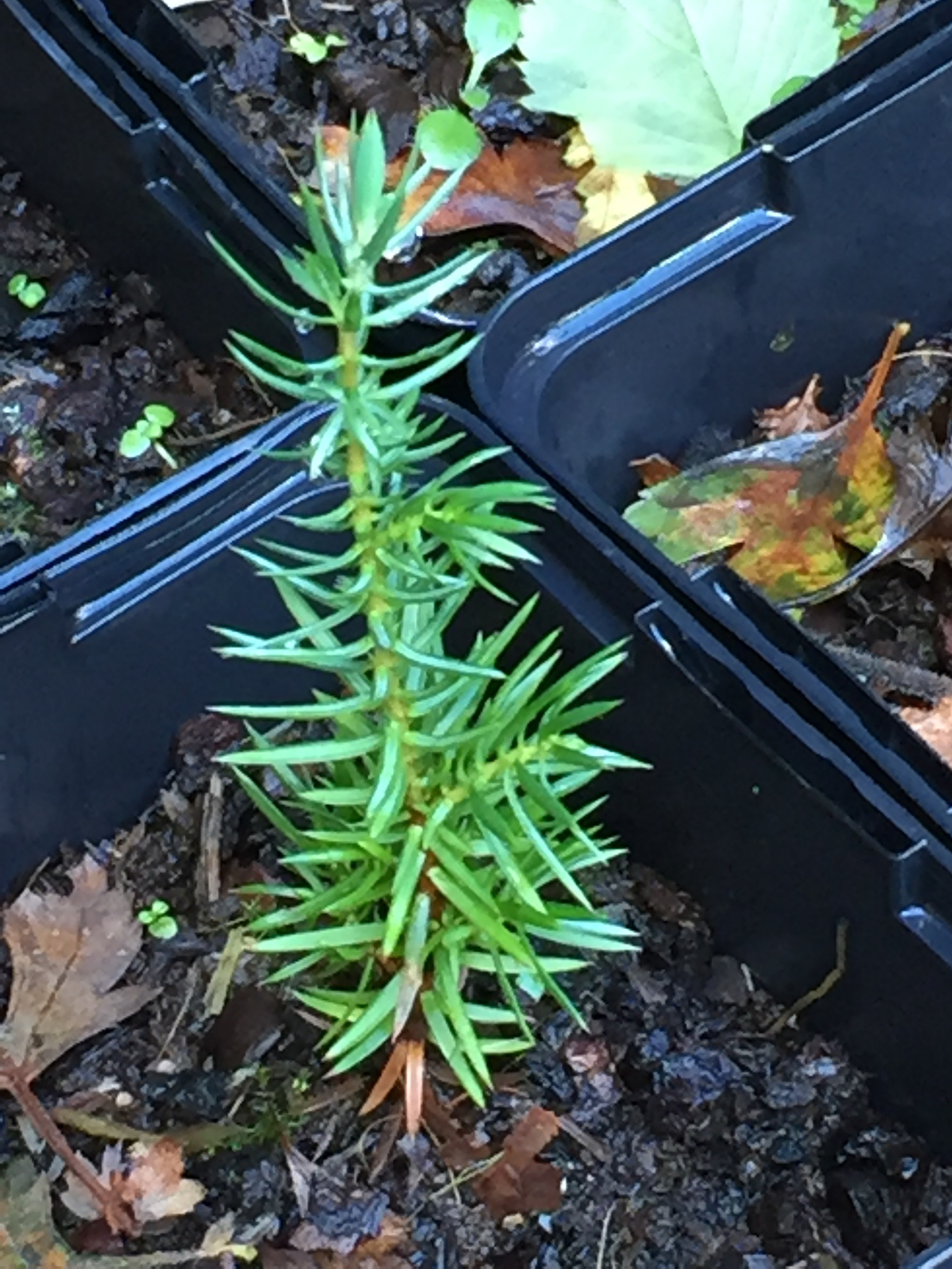 Juniper seedling grown from seed