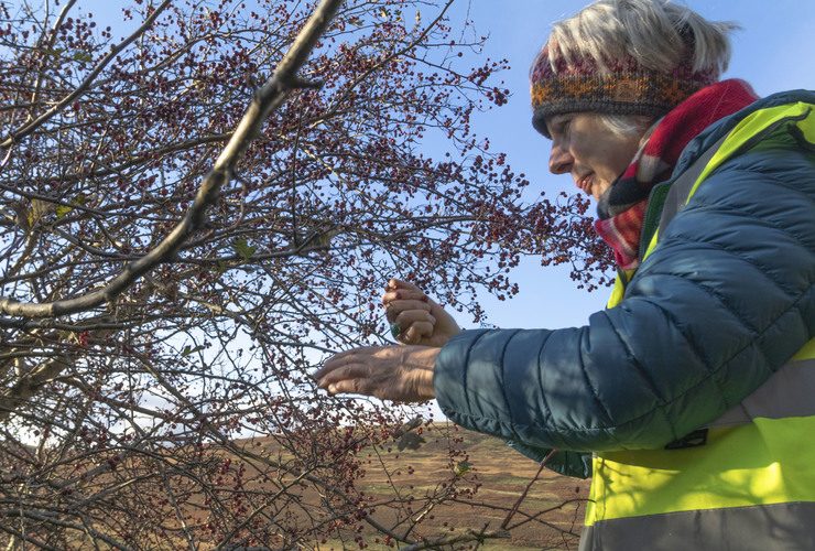 Collecting tree seed by Susan Allan