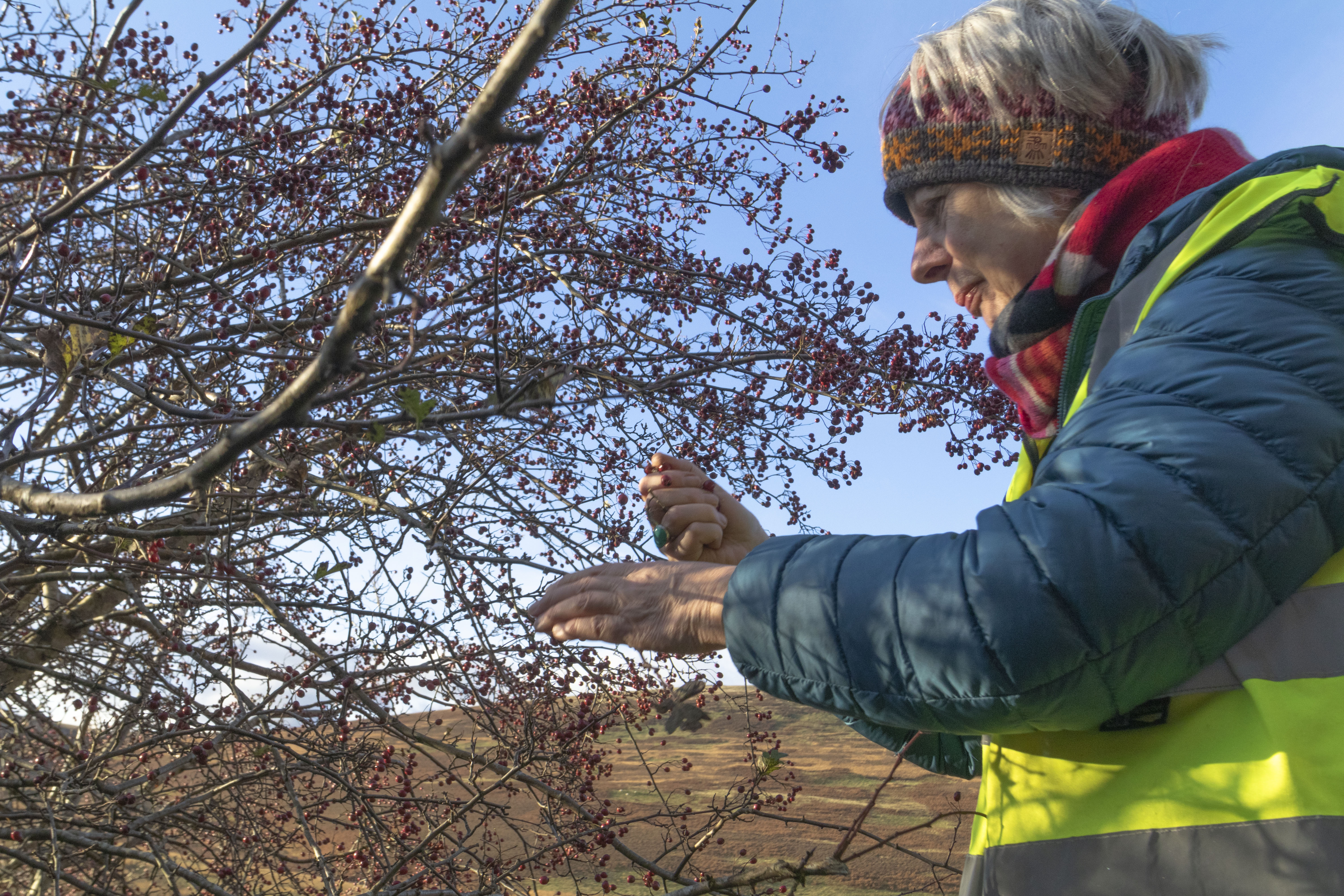 Collecting tree seed by Susan Allen