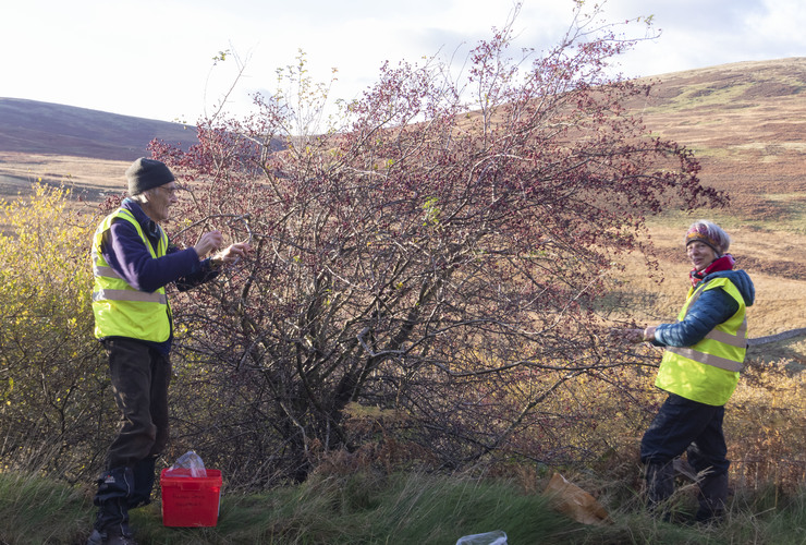 Volunteers collecting tree seed at Glenlude - Susan Allan