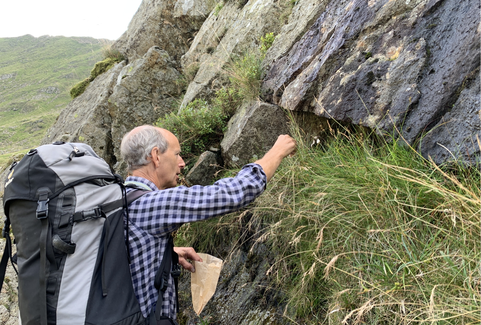 Pete Barron - alpine sawort seeds