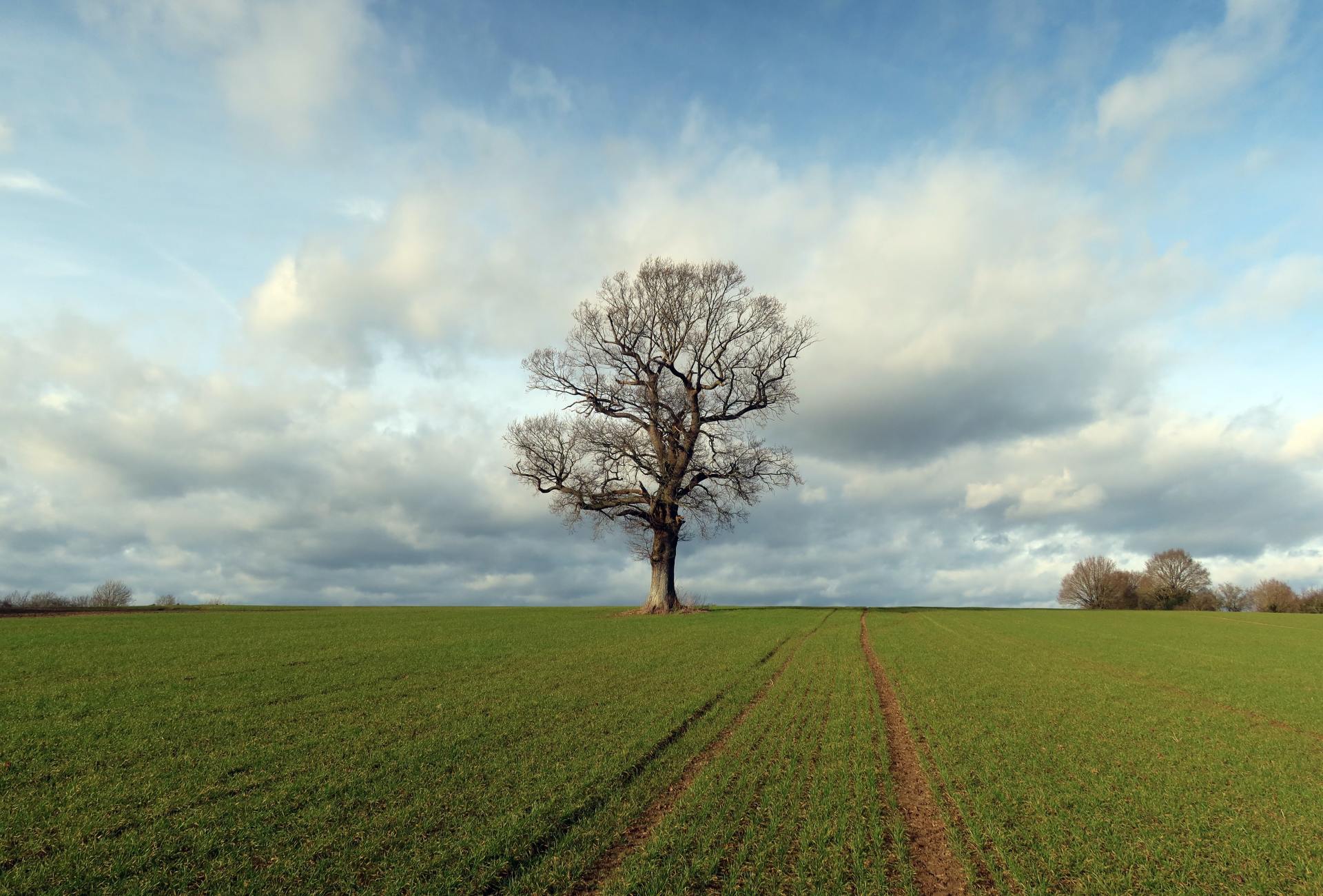 Lone oak tree
