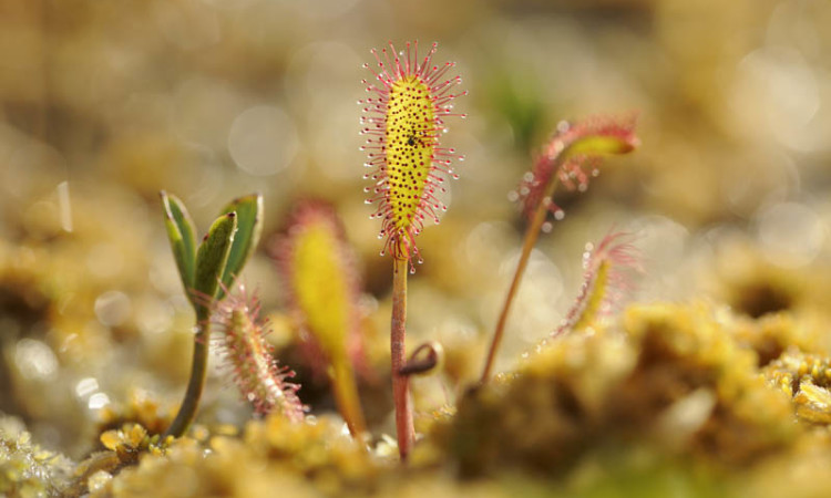 Carnivorous plant