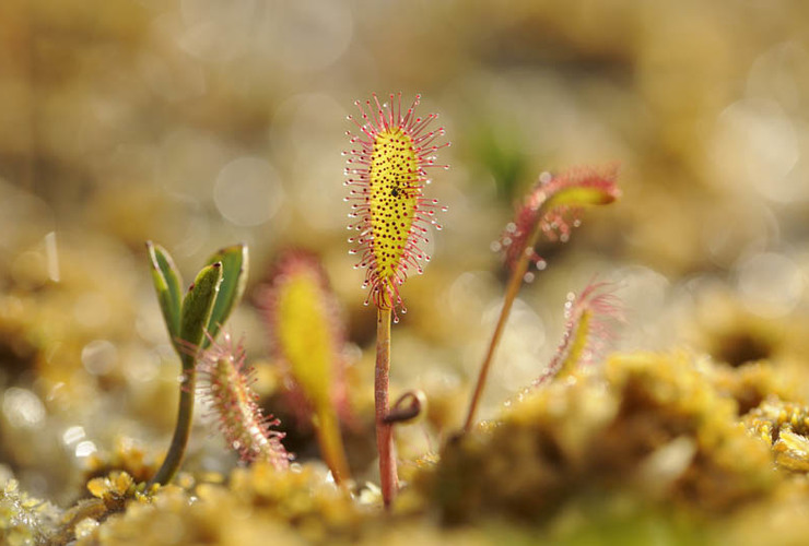 Carnivorous plant