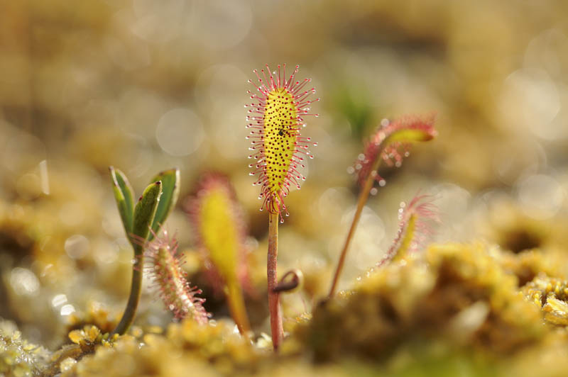 Carnivorous plant