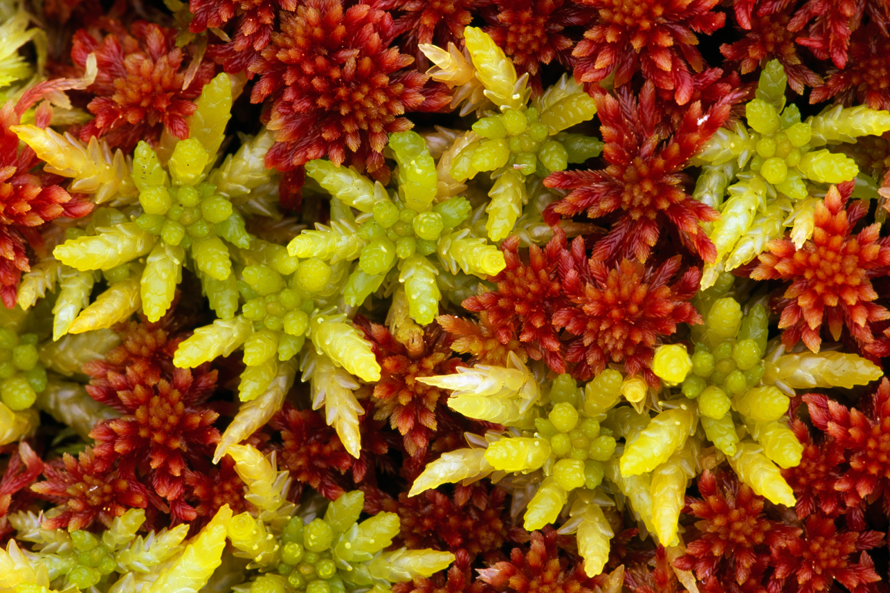 Sphagnum moss