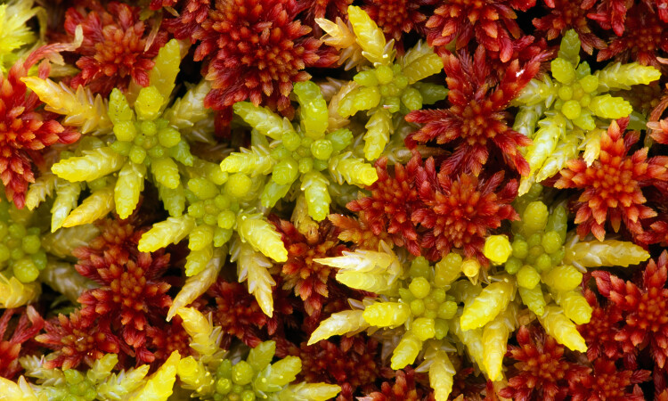 Sphagnum moss