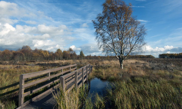 Flanders Moss, Stirlingshire - Neil Aitkenhead - Wikimedia Creative Commons