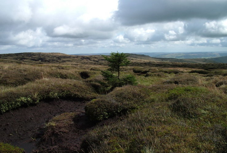 Tree on Kinder Scout - David Brown - Wikimedia Creative Commons