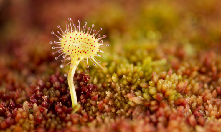 Carnivorous plant 3