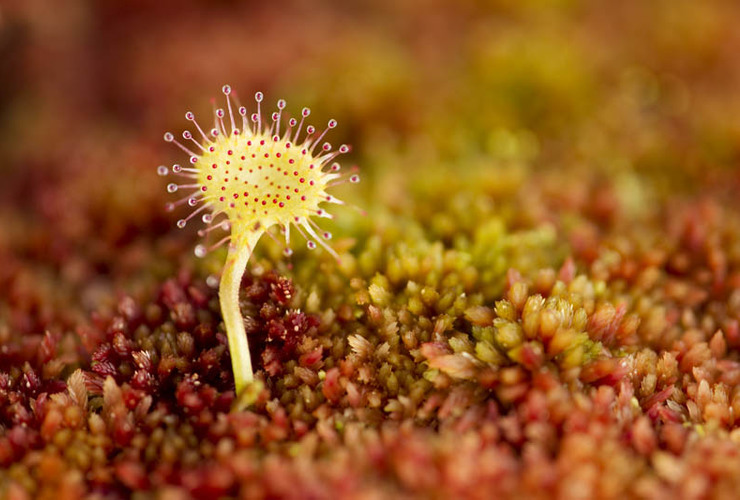 Carnivorous plant 3