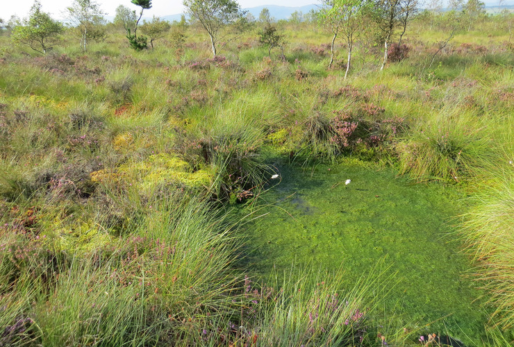 Flanders Moss in summertime