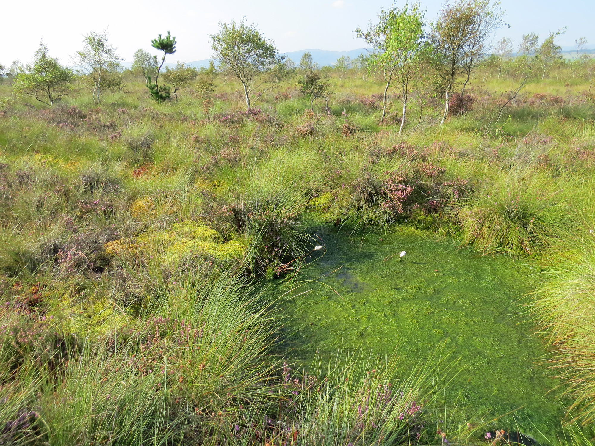 Flanders Moss in summertime