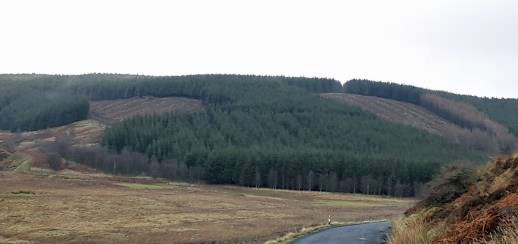 Glenlude larch 2021