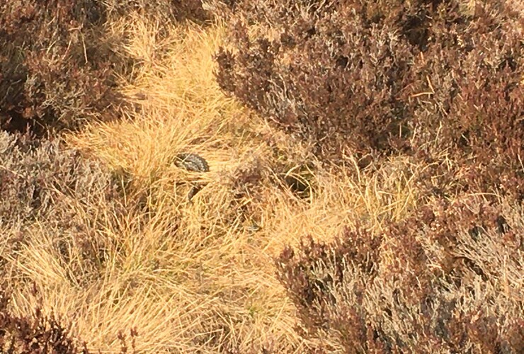 Adder at Glenlude