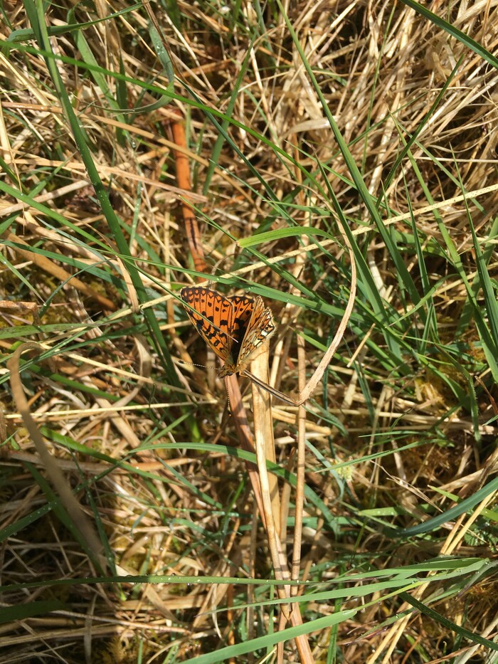 Small pearl bordered fritillary at Glenlude